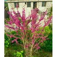 供叢生紫荊，叢生木槿，叢生紫薇，丁香，叢生臘梅