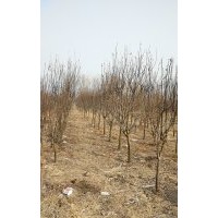 出售木瓜,法桐,白蠟