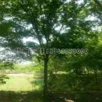 銷售櫸樹的產(chǎn)地有哪些，價格是多少