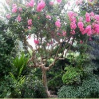 9公分紫薇花，245元裝車，保質保量