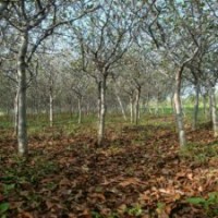 11公分垂絲海棠，裝車價(jià)730元，江蘇貨源