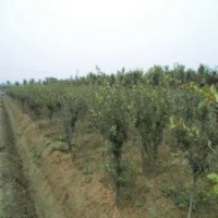 產(chǎn)地直銷4公分的垂絲海棠，大量貨源