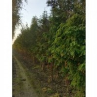 大量供應(yīng)各種規(guī)格水杉水杉價格東臺水杉