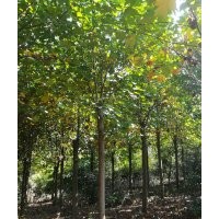 安徽肥西供紫薇、紫葉李、桂花、烏桕、女貞、五角楓、枇杷
