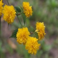 一棵棣棠球的批發(fā)價格