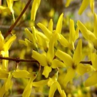 連翹花種的價格