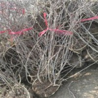 高80公分貼梗海棠的裝車價格_苗源充足