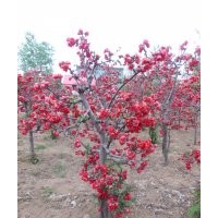 哪里供應(yīng)的貼梗海棠品種多？