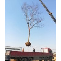 安徽肥西供紅葉李、桂花、烏桕、女貞、樸樹、玉蘭、三角楓