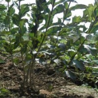 產(chǎn)地直銷紅王子錦帶_低價批發(fā)_江蘇貨源