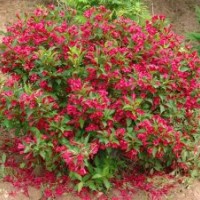 春季紅王子錦帶的價格及市場行情