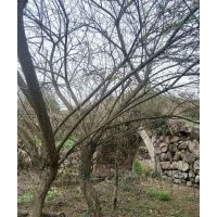 雞爪槭紅梅紅楓海棠無患子紅葉石楠羅漢松三角楓出售