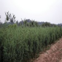 150公分高刺柏_裝車價(jià)11元_江蘇貨源
