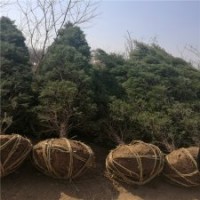 300公分高的塔柏的市場(chǎng)價(jià)是多少