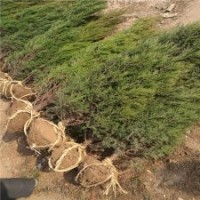 江蘇基地常年銷售50-300公分高的塔柏