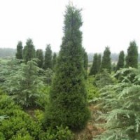 江蘇基地大量的50-100公分圓柏_量多優(yōu)惠