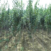 大規(guī)格西府海棠基地，江蘇貨源