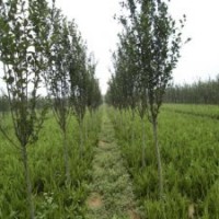 產(chǎn)地直銷7公分西府海棠，批發(fā)價(jià)180元