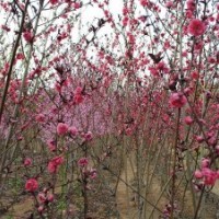 紅梅基地供應(yīng)紅梅的品種，一手貨源