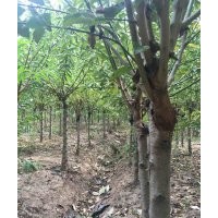 供應(yīng)9公分紅梅樹，裝車價(jià)格270元，江蘇貨源