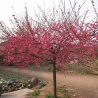 基地4公分紅梅樹苗的批發(fā)價(jià)格