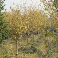 哪里有小規(guī)格的臘梅小苗出售？