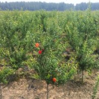 江蘇出售5公分花石榴樹，低價裝車