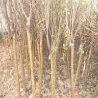 求購11公分丁香樹，江蘇產(chǎn)地有貨源