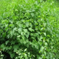 地徑6公分丁香樹的報價，量大優(yōu)惠