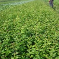 丁香基地各種規(guī)格丁香苗的價格