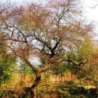 供雞爪槭紅梅紅楓櫻花紅葉石楠垂絲海棠無患子玉蘭