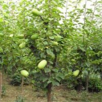 木瓜海棠與北美海棠的區(qū)別及價(jià)格