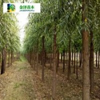 河北旱柳/旱柳供應商/8公分旱柳價格