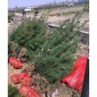 大量出售白皮松，1米白皮松，占地白皮松