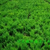 沙地柏|營養(yǎng)杯沙地柏