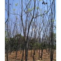 大量供應(yīng)藍(lán)花楹、黃葛樹(shù)