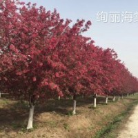 絢麗海棠 北美海棠