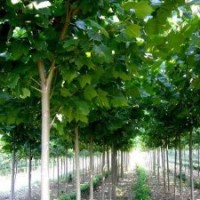 工程園林綠化法桐樹根系發(fā)達 價格低 好成活 常年銷售各種法桐