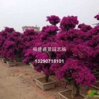 福建三角梅，漳州三角梅，三角梅小苗