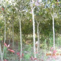 供應(yīng)紅葉石楠