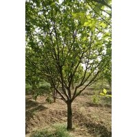 出售各種規(guī)格八棱海棠