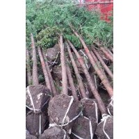 最新苗圃銷售水杉價格 2公分 3公分 4公分 5公分等水杉價格