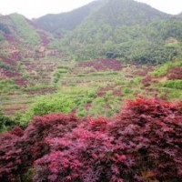 供應紅楓，垂絲海棠，紅豆杉，櫻花，藍莓，雞爪槭