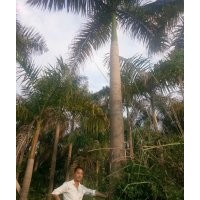 供應(yīng)大王椰中東銀海棗加拿利海棗狐尾椰