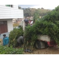 福建叢生四季桂花基地，泉州四季桂花價(jià)格，哪里的桂花最便宜