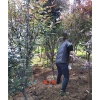 美人梅基地 山東美人梅批發(fā) 美人梅價(jià)格