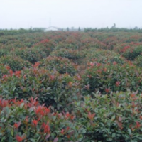 紅葉石楠球-小苗各種規(guī)格