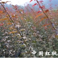 小苗系列——中國紅楓小苗