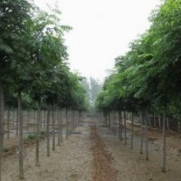 國(guó)槐 國(guó)槐基地 國(guó)槐小苗 平頭國(guó)槐