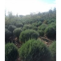 出售黑龍江堰柏球